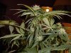 29 days Flowering 004.jpg