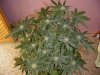 29 days Flowering 005.jpg