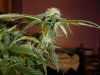 29 days Flowering 007.jpg