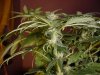 29 days Flowering 008.jpg