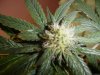 29 days Flowering 009.jpg