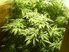 indoor 008.jpg