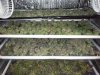 Final Harvest.jpg Final Harvest.jpg