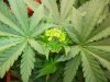 Herb Man Week 1 Flowering 002.jpg Herb Man Week 1 Flowering 002.jpg