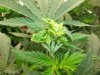 Herb Man Week 1 Flowering 008.jpg Herb Man Week 1 Flowering 008.jpg
