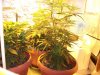 Herb Man Week 1 Flowering 010.jpg Herb Man Week 1 Flowering 010.jpg