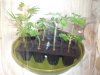 Herb Man Week 1 Flowering 020.jpg Herb Man Week 1 Flowering 020.jpg