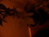DSCN1637.jpg
