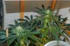 grow3-131.jpg