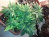 20130313_185029.jpg 20130313_185029.jpg