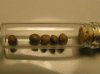 FatStomper13Seeds.jpg