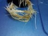 roots1.jpg