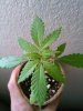 weed1.jpg