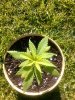 weed2.jpg
