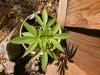 weed3.jpg