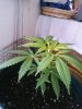 weed5.jpg