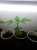 20130315_005248.jpg