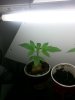 20130315_005256.jpg