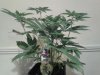 2012-12-28 Jamaican Dream.jpg 2012-12-28 Jamaican Dream.jpg