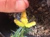 yellowing.jpg