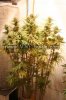 purple-urkle-strain-erkle-cannabis-strain-marijuana-8.jpg