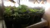IMAG0379.jpg