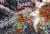 BongsQleaner8.jpg