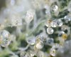 OG #18 Trichomes.jpg