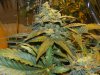 Bagseed Under HPS Budshot #2.jpg Bagseed Under HPS Budshot #2.jpg