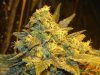 Bagseed Under HPS Budshot #7.jpg Bagseed Under HPS Budshot #7.jpg