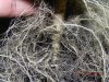 Nirvana "autoflowering" Bubblicious Root Mass - Tap Root.jpg Nirvana "autoflowering" Bubblicious Root Mass - Tap Root.jpg