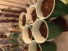 plants.JPG plants.JPG