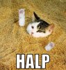 halp-cat.jpg halp-cat.jpg