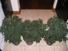 Grow1 10-06.jpg