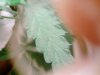 red leaf.jpg
