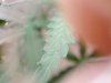 red leaf 1.jpg