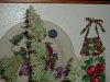 DSCF0817.jpg