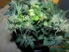 Seedsman White Widow(F.I.M'd & Late LST) - Two Tallest Colas Now Horizontal!.jpg Seedsman White Widow(F.I.M'd & Late LST) - Two Tallest Colas Now Horizontal!.jpg
