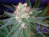 Whitebud2.jpg