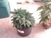 20130321_140122.jpg