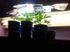 MyLightSetup.jpg MyLightSetup.jpg