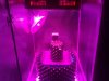Photon Pro 4 BlackJack Auto Grow. Start (6).jpg
