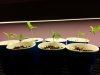 sEEDlings march 14, 13.jpg