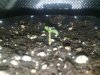 Photon Pro 4 BlackJack Auto Grow. Seed Popped Through 1 (1).jpg