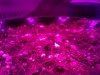 Photon Pro 4 BlackJack Auto Grow. Seed Popped Through 1 (3).jpg