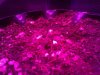 Photon Pro 4 BlackJack Auto Grow. Seed Popped Through 1 (4).jpg