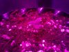 Photon Pro 4 BlackJack Auto Grow Day 4 (1).jpg