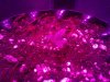 Photon Pro 4 BlackJack Auto Grow Day 4 (2).jpg