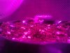 Photon Pro 4 BlackJack Auto Grow Day 4 (3).jpg
