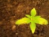seedling.jpg